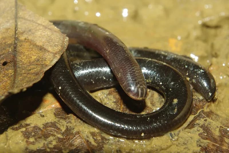 Rắn giun Xiêm (Argyrophis siamensis)