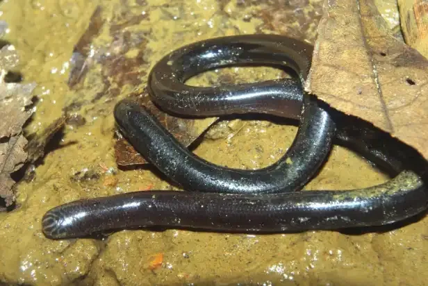 Rắn giun Xiêm (Argyrophis siamensis) gallery 3