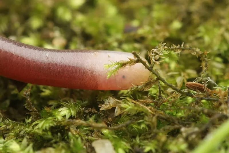 Rắn giun đầu trắng (Indotyphlops albiceps)