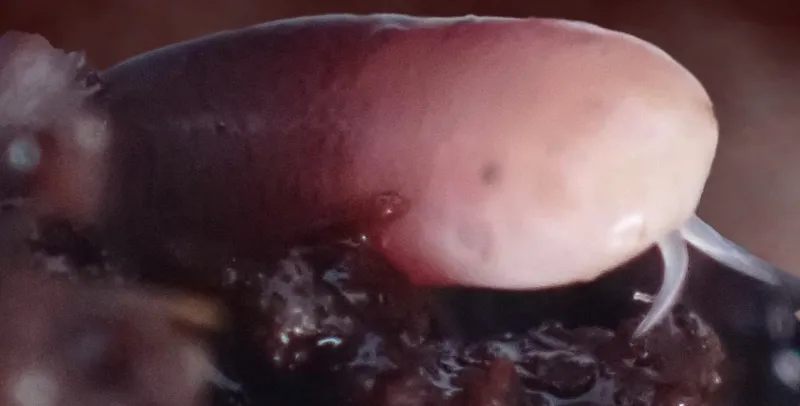 Rắn giun đầu trắng (Indotyphlops albiceps) gallery 2