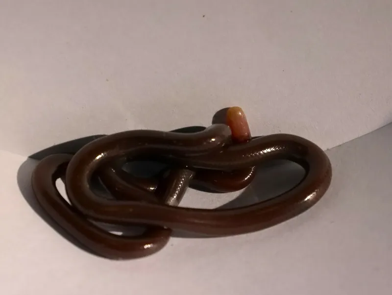Rắn giun đầu trắng (Indotyphlops albiceps) gallery 3