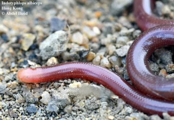 Rắn giun đầu trắng (Indotyphlops albiceps) gallery 4
