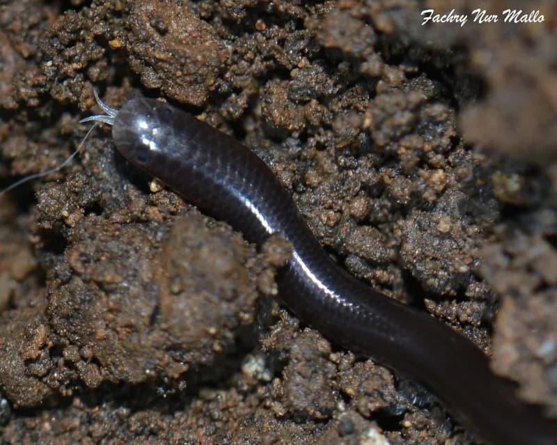 Rắn giun thường (Indotyphlops braminus)