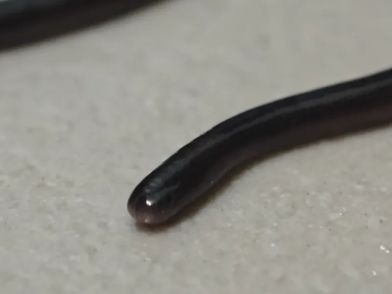 Rắn giun thường (Indotyphlops braminus) gallery 2