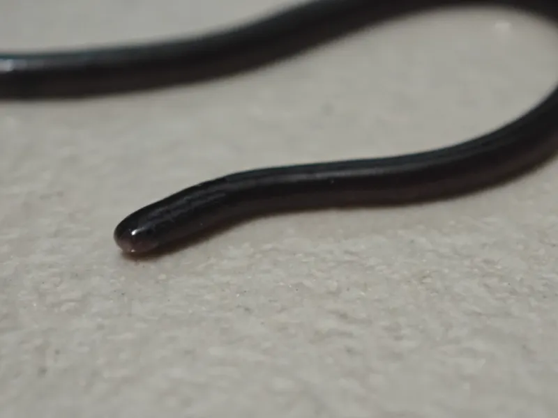 Rắn giun thường (Indotyphlops braminus) gallery 3
