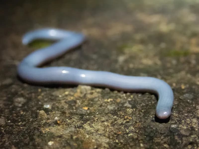 Rắn giun thường (Indotyphlops braminus) gallery 5