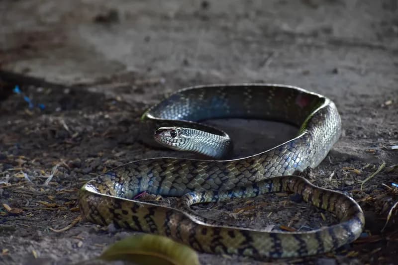 Rắn ráo trâu (Ptyas mucosa)