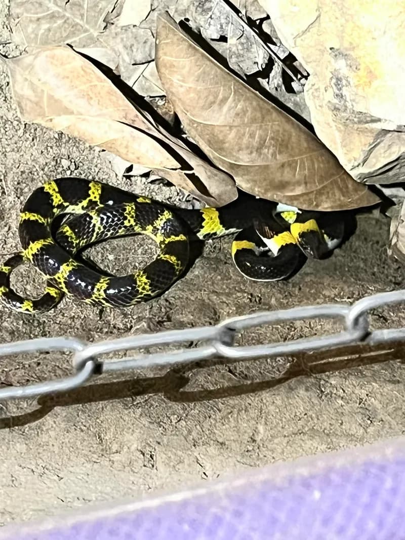 Rắn khuyết Lào (Lycodon laoensis) gallery 2