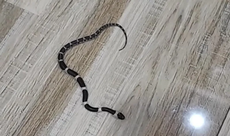 Rắn khuyết Lào (Lycodon laoensis) gallery 3