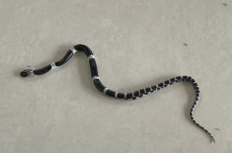 Rắn khuyết Lào (Lycodon laoensis) gallery 5