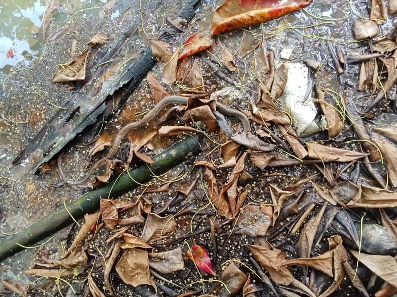 Rắn ráo bụng vàng (Ptyas korros) gallery 2