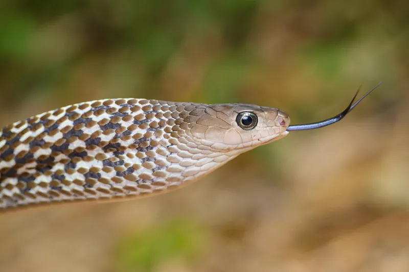Rắn ráo gờ (Ptyas carinata) gallery 6