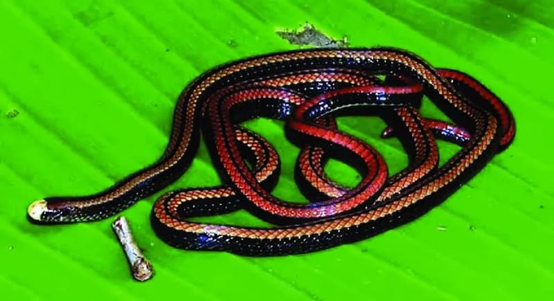 Rắn hổ nước Nguyễn Văn Sáng (Colubroelaps nguyenvansangi) gallery 4