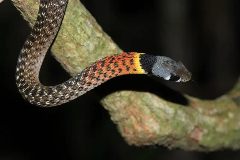 Rắn hoa cỏ Xiêm (Rhabdophis siamensis)