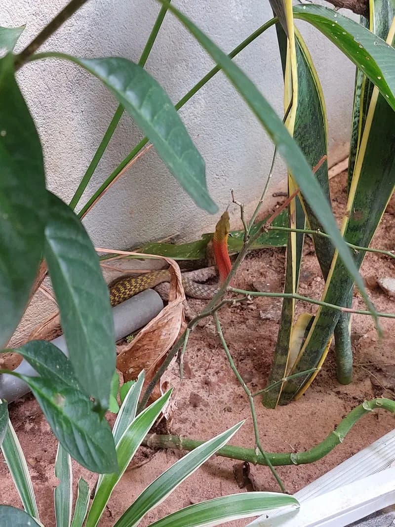Rắn hoa cỏ Xiêm (Rhabdophis siamensis) gallery 10