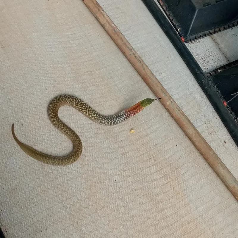 Rắn hoa cỏ Xiêm (Rhabdophis siamensis) gallery 11