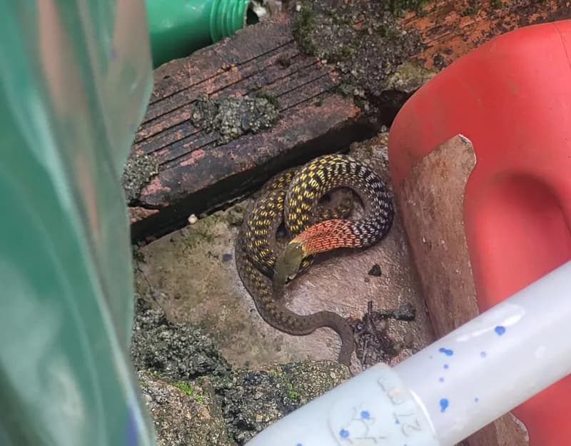 Rắn hoa cỏ Xiêm (Rhabdophis siamensis) gallery 12