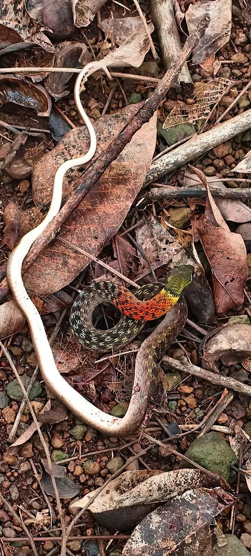 Rắn hoa cỏ Xiêm (Rhabdophis siamensis) gallery 2