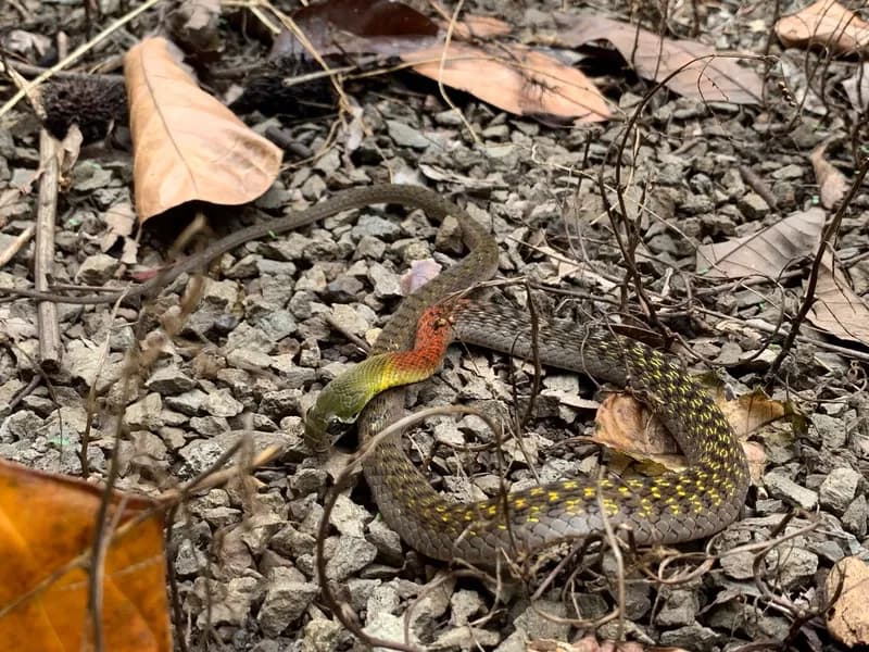 Rắn hoa cỏ Xiêm (Rhabdophis siamensis) gallery 3