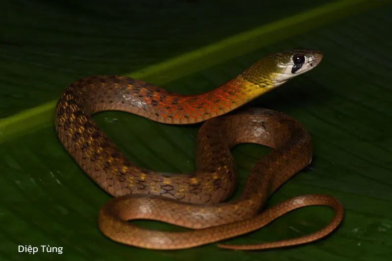 Rắn hoa cỏ Xiêm (Rhabdophis siamensis) gallery 4