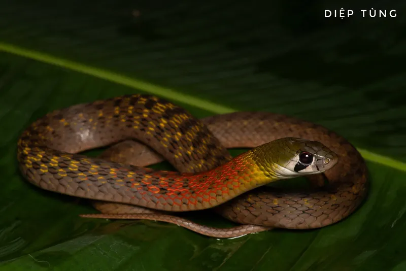 Rắn hoa cỏ Xiêm (Rhabdophis siamensis) gallery 5