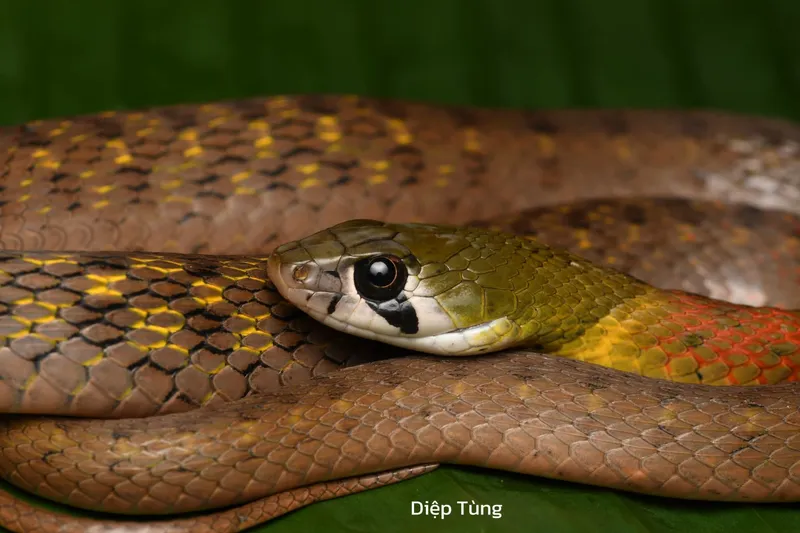 Rắn hoa cỏ Xiêm (Rhabdophis siamensis) gallery 6
