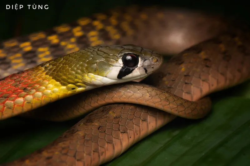 Rắn hoa cỏ Xiêm (Rhabdophis siamensis) gallery 7