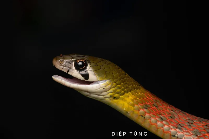 Rắn hoa cỏ Xiêm (Rhabdophis siamensis) gallery 8