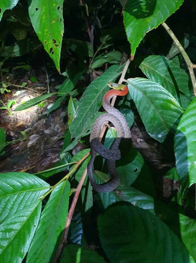 Rắn hoa cỏ Xiêm (Rhabdophis siamensis) gallery 9