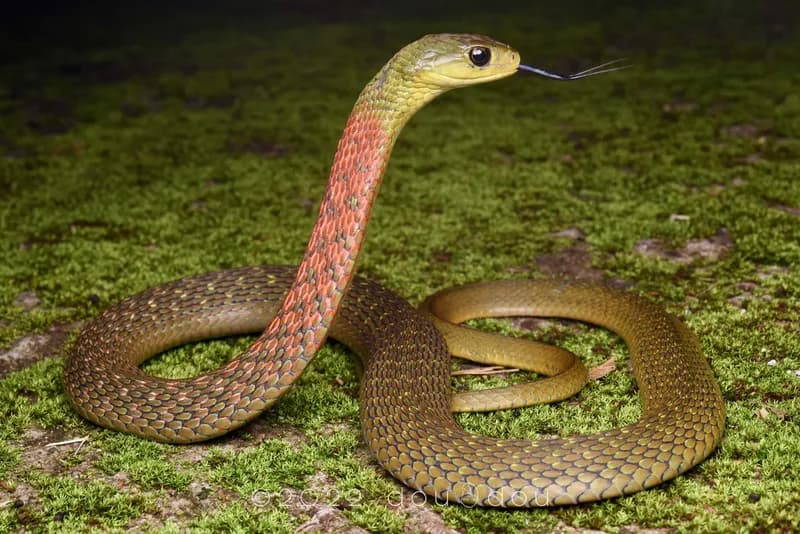 Rắn hoa cỏ He-lơ (Rhabdophis helleri)
