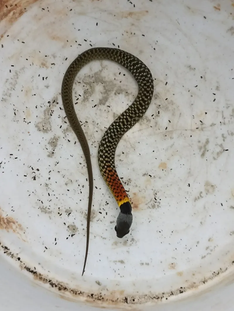 Rắn hoa cỏ He-lơ (Rhabdophis helleri) gallery 2