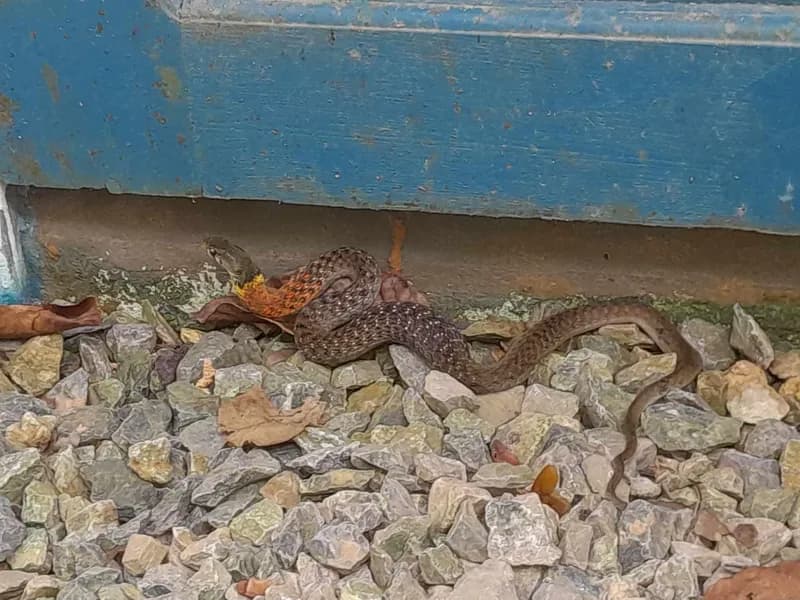 Rắn hoa cỏ He-lơ (Rhabdophis helleri) gallery 3