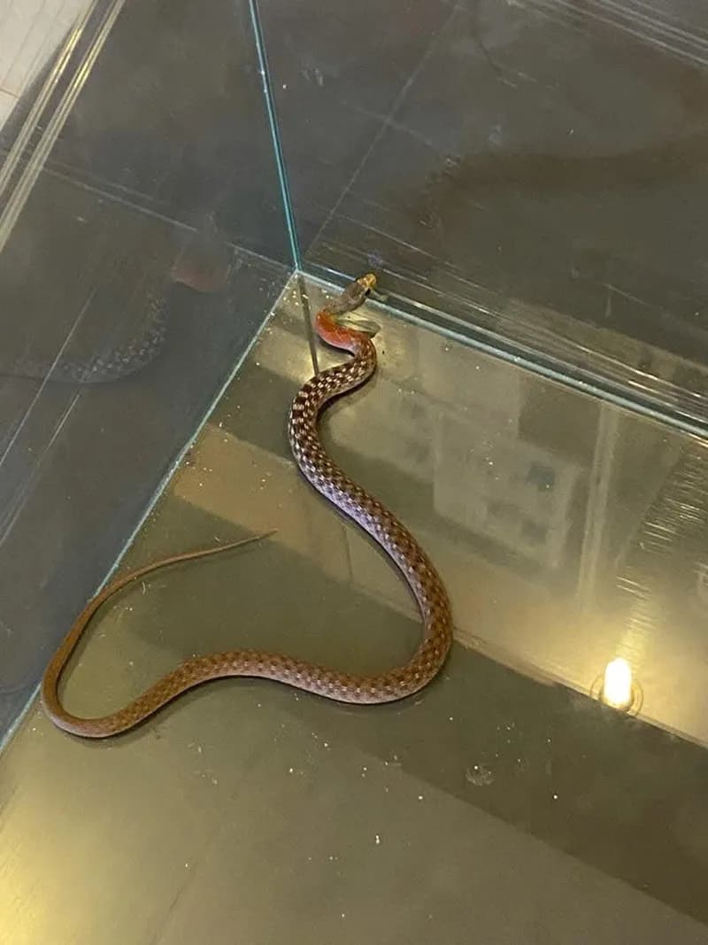 Rắn hoa cỏ He-lơ (Rhabdophis helleri) gallery 4