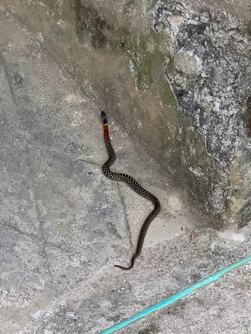 Rắn hoa cỏ He-lơ (Rhabdophis helleri) gallery 5