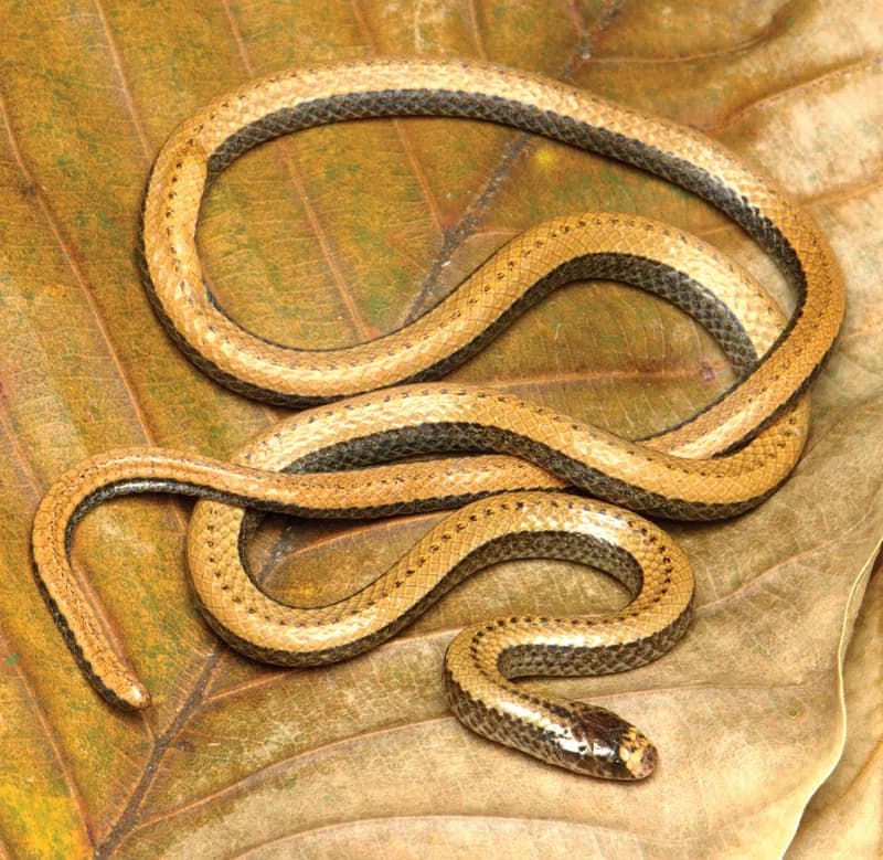 Rắn hổ nước Át-lơ (Colubroelaps adleri)