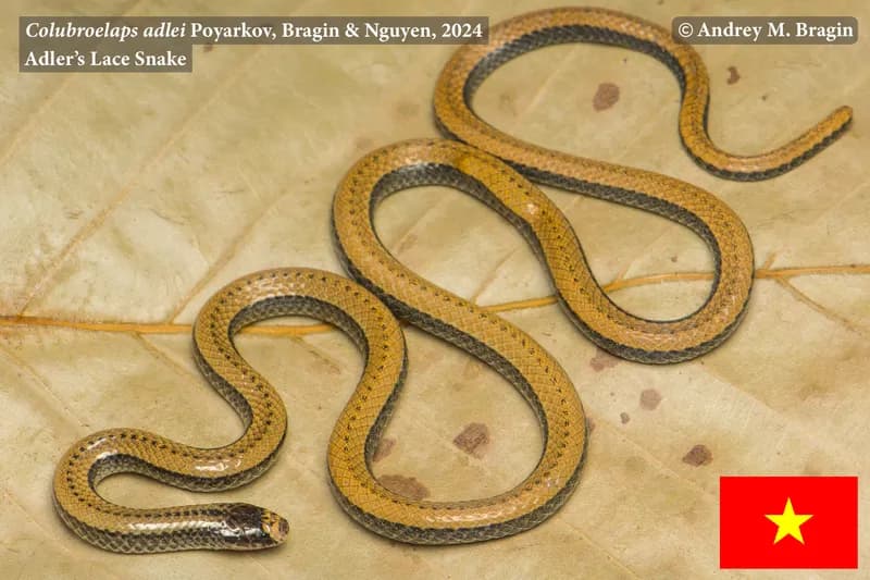 Rắn hổ nước Át-lơ (Colubroelaps adleri) gallery 2