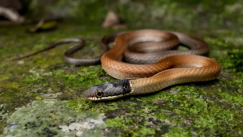Rắn rồng Trung quốc (Sibynophis chinensis)