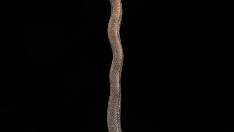 Rắn rồng Trung quốc (Sibynophis chinensis) gallery 2