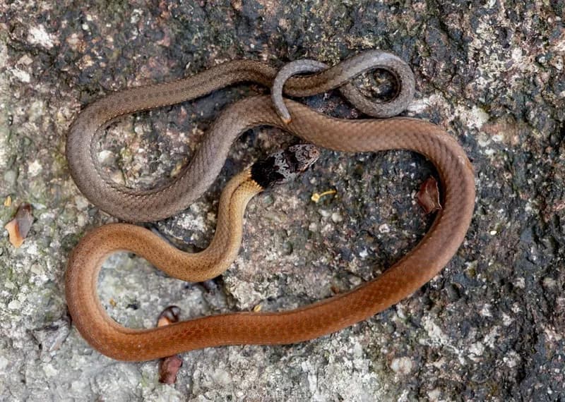 Rắn rồng Trung quốc (Sibynophis chinensis) gallery 3