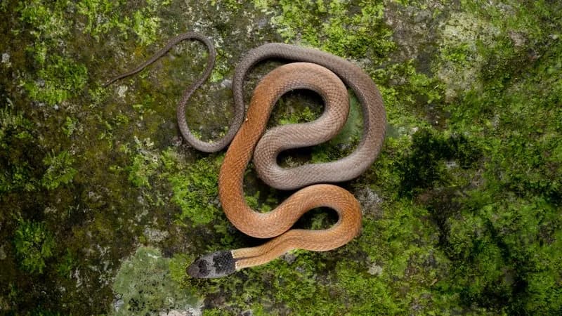 Rắn rồng Trung quốc (Sibynophis chinensis) gallery 4