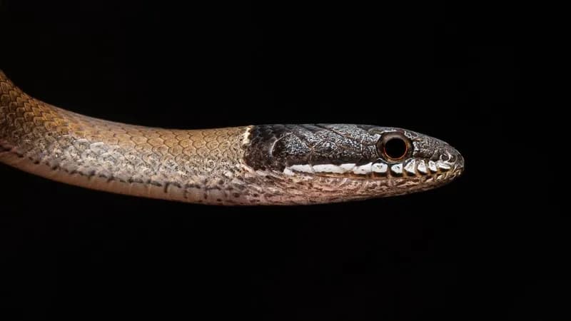 Rắn rồng Trung quốc (Sibynophis chinensis) gallery 5
