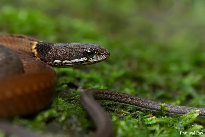 Rắn rồng cổ đen (Sibynophis collaris)