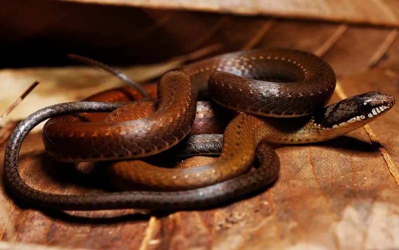Rắn rồng cổ đen (Sibynophis collaris) gallery 2