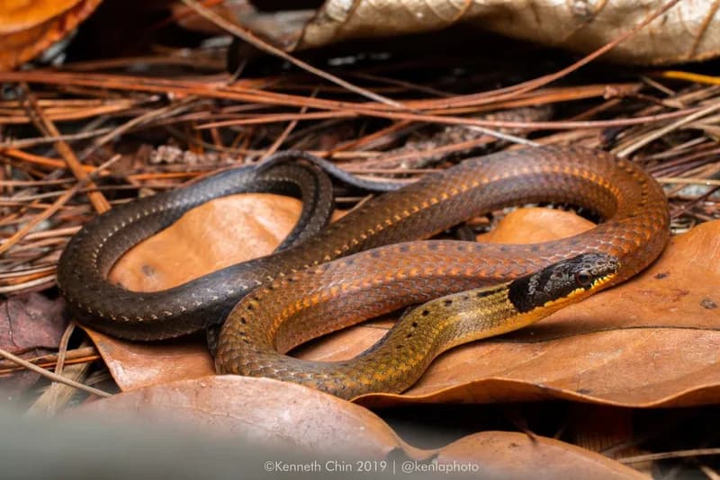 Rắn rồng cổ đen (Sibynophis collaris) gallery 3