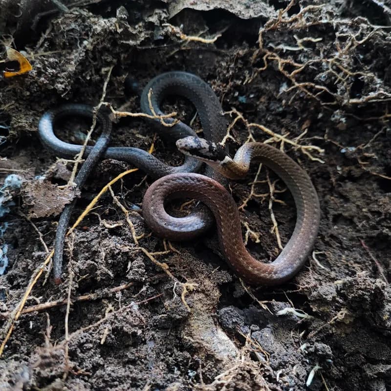 Rắn rồng cổ đen (Sibynophis collaris) gallery 4