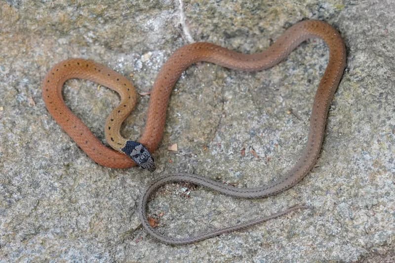 Rắn rồng cổ đen (Sibynophis collaris) gallery 5