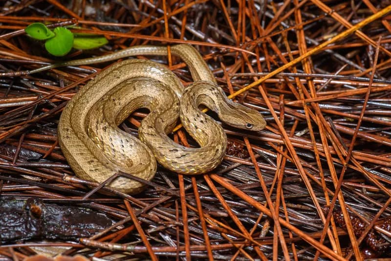 Rắn hổ đất nâu (Psammodynastes pulverulentus)