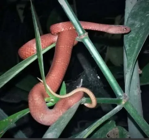 Rắn hổ đất nâu (Psammodynastes pulverulentus) gallery 2