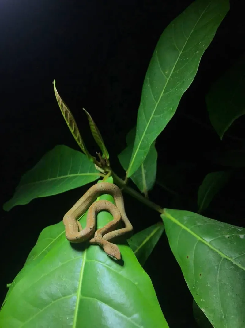 Rắn hổ đất nâu (Psammodynastes pulverulentus) gallery 3