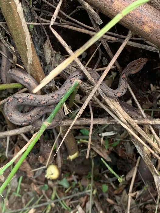 Rắn hổ đất nâu (Psammodynastes pulverulentus) gallery 5